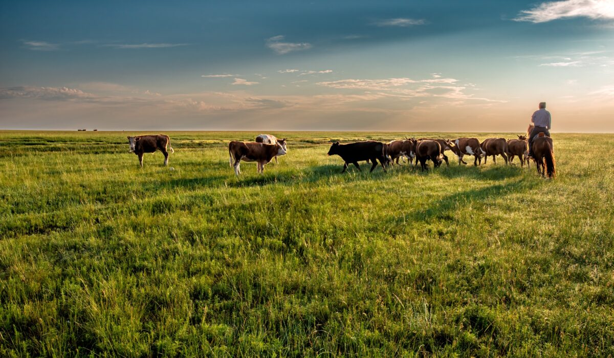 kanenori-cow-7200409