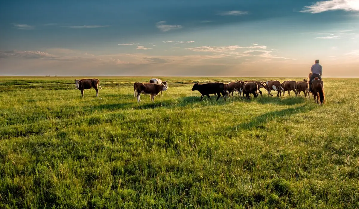 kanenori-cow-7200409