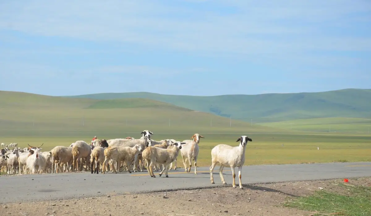 zhanglei3786-inner-mongolia-3243740_1920